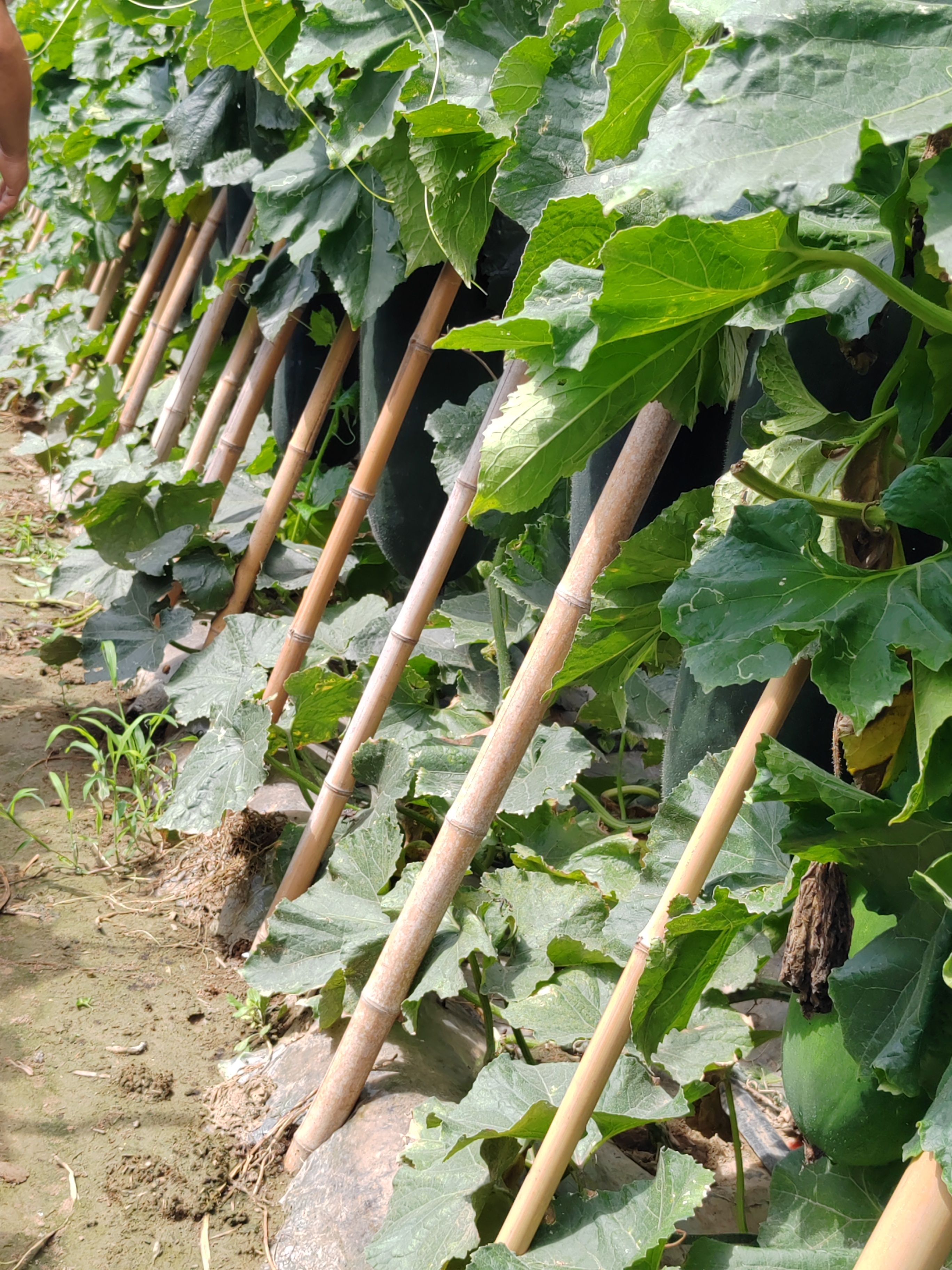 商丘吊冬瓜大量上市了，价格美丽，质量好