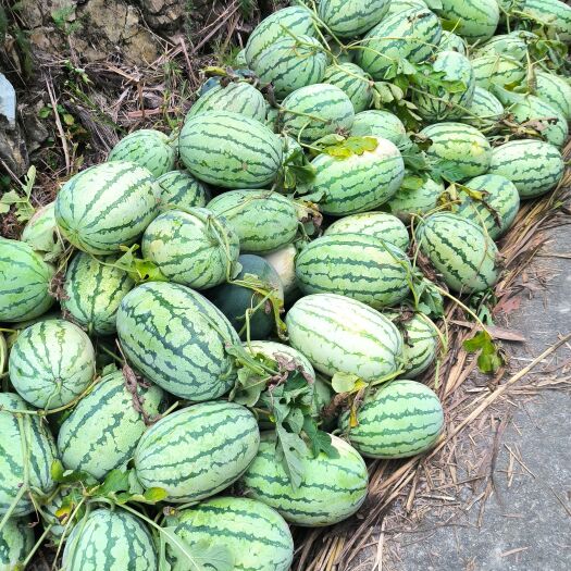 永嘉县永嘉碧莲东庄高山西瓜 农家自种