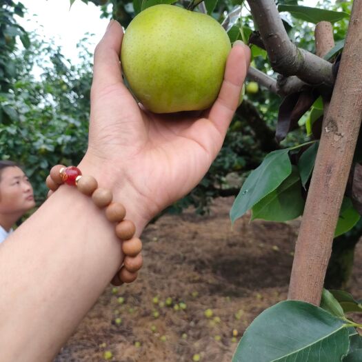 睢宁县翠冠梨光果   套袋自然色青皮果