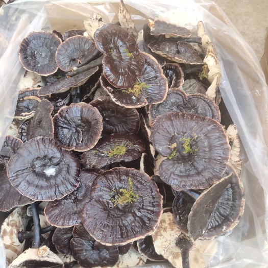 安远县金边灵芝 不苦的香灵芝 菌香味浓郁，产地直发