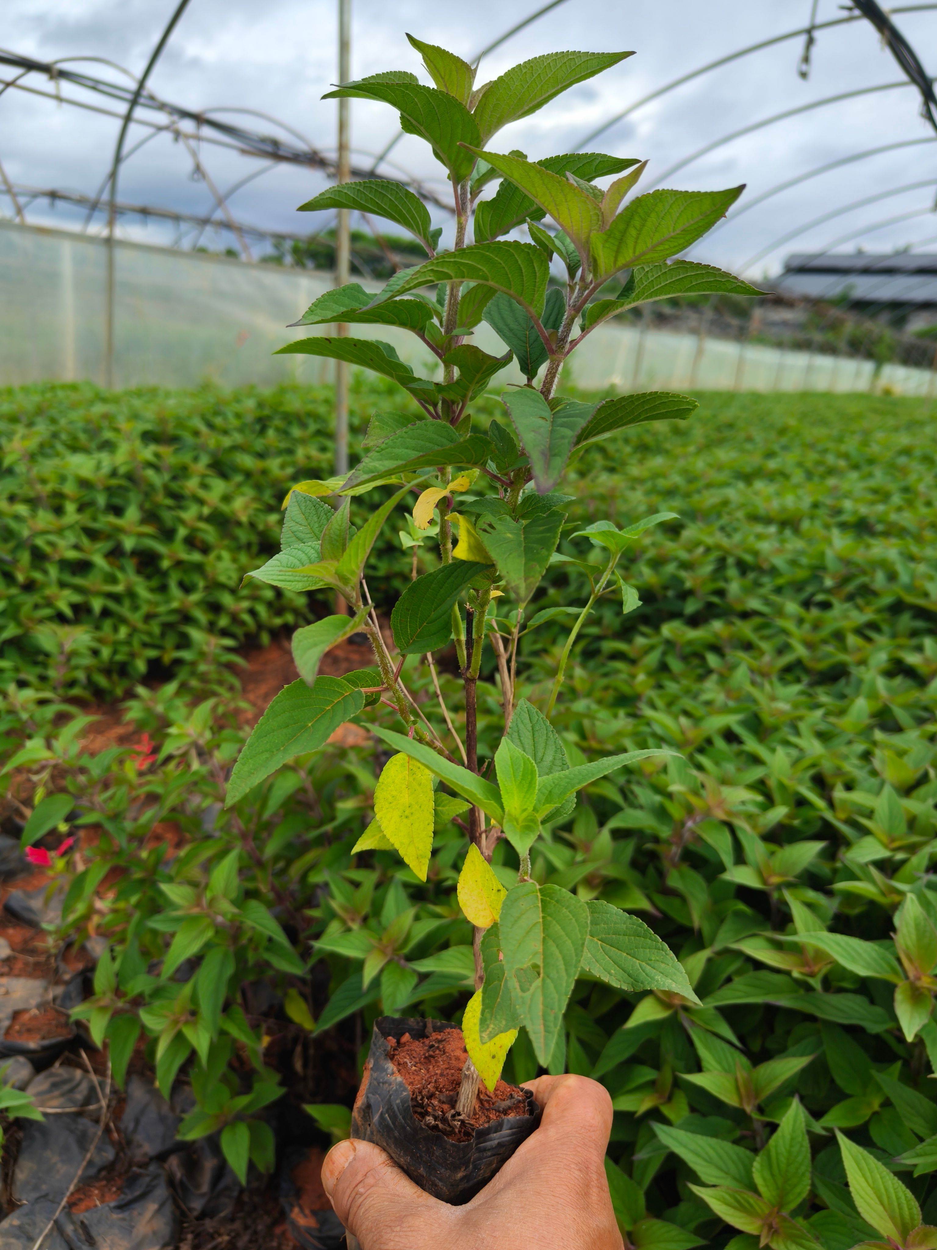 红花鼠尾草