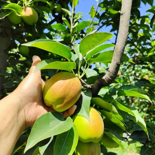 魏县新梨7号脆甜可口。香酥无渣。夏天的天然矿泉水