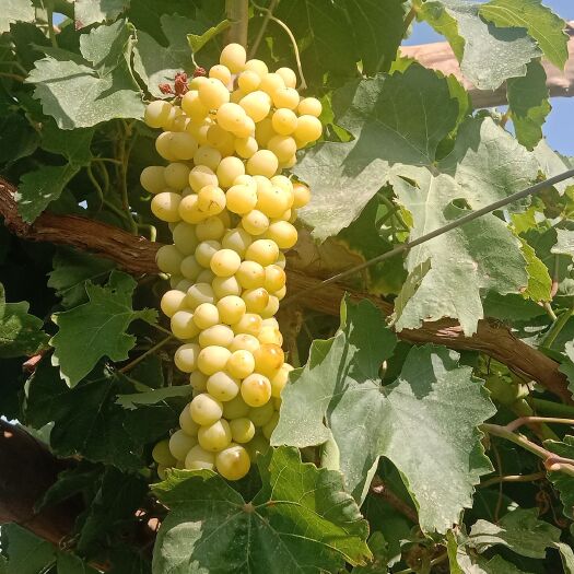 吐鲁番新疆吐鲁番火焰山无核白葡萄