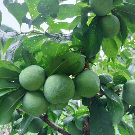 茂县青脆李