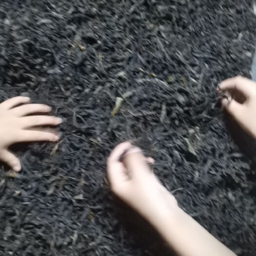 饶平县鸭屎香手工挑选，