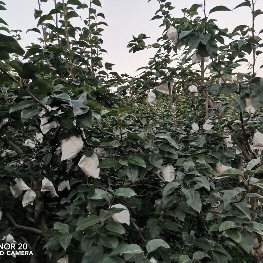 德阳翠冠梨