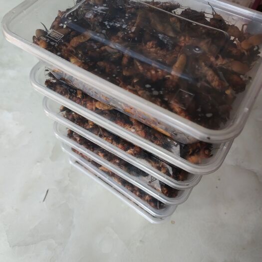 陆川县有哪个老板收蝼蛄的？