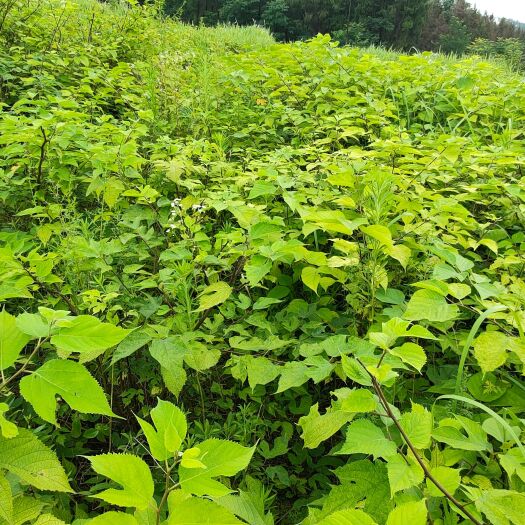 忠县构树 构树苗  良种构树