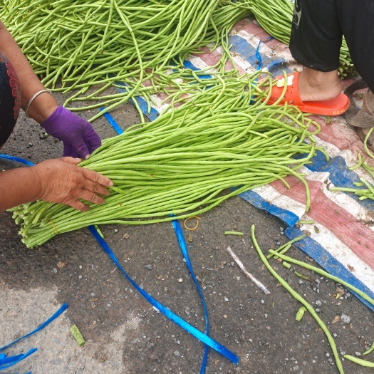 开封开封精品豆角长豆角，长豇豆