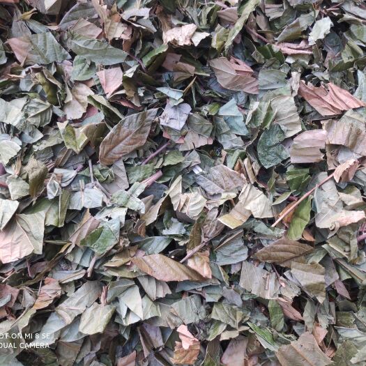 廉江市葫芦茶、牛虫草、迫颈草、田刀柄、咸鱼草、百劳舌