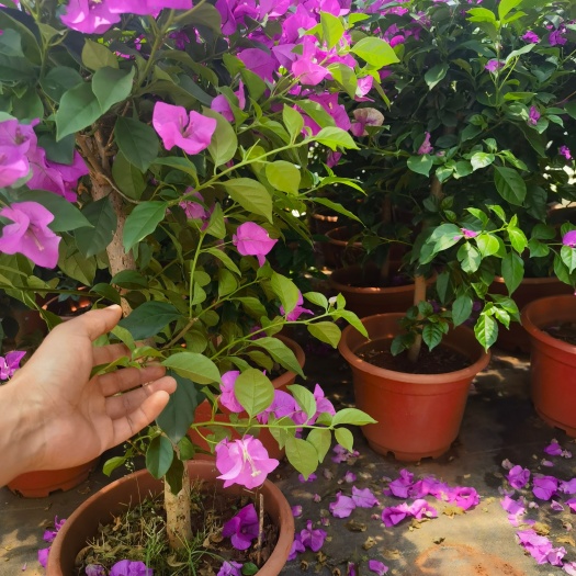 三角梅，叶子花，云南紫三角梅