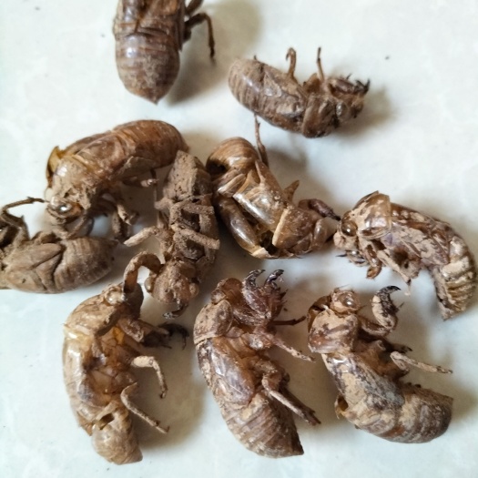 鄢陵县蝉皮，有需要联系