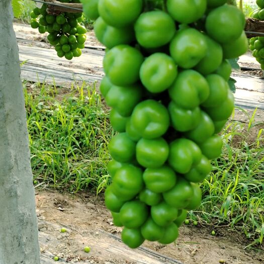 夏邑县阳光玫瑰