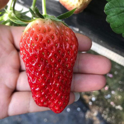 泰安章姬草莓苗  基地直发 根系发达 入棚草莓品种 品种保纯