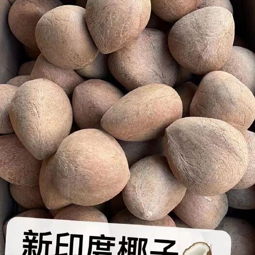 广州椰皇印度椰皇椰肉