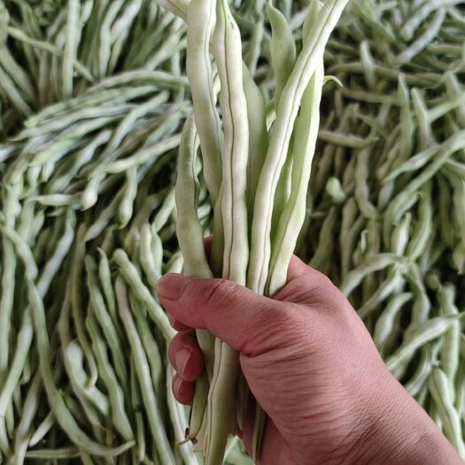 应县山西应县白不老王中王、豆王、无丝豆等各种豆角大量上市