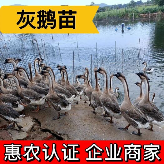 衡阳鹅苗 灰鹅苗 朗德鹅 马岗鹅 厂家直销