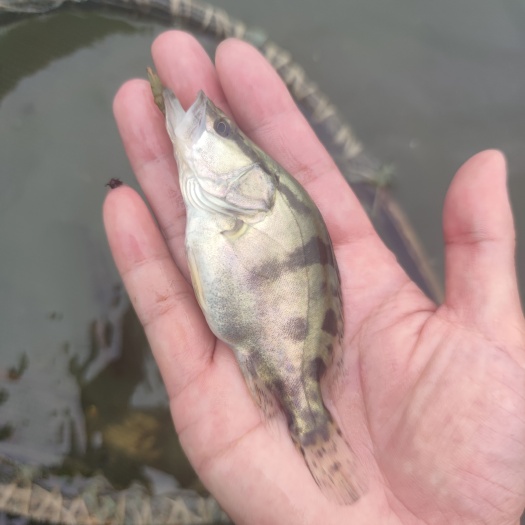 新沂市大规格桂鱼苗