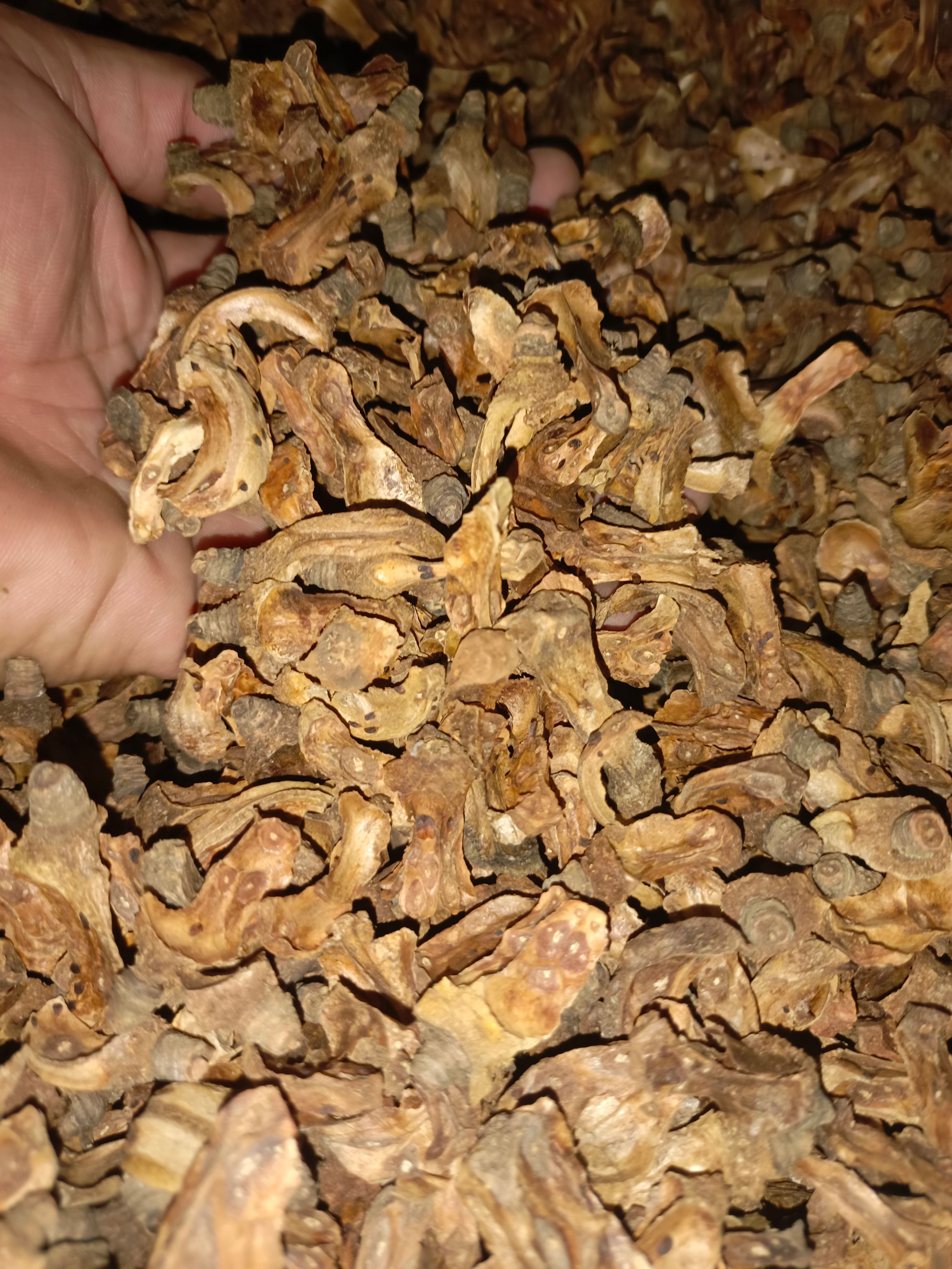 茶籽心，山茶油果的心。10块一斤