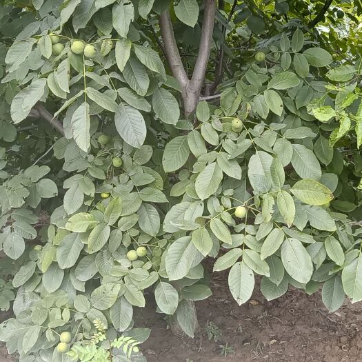 渭南绿皮核桃