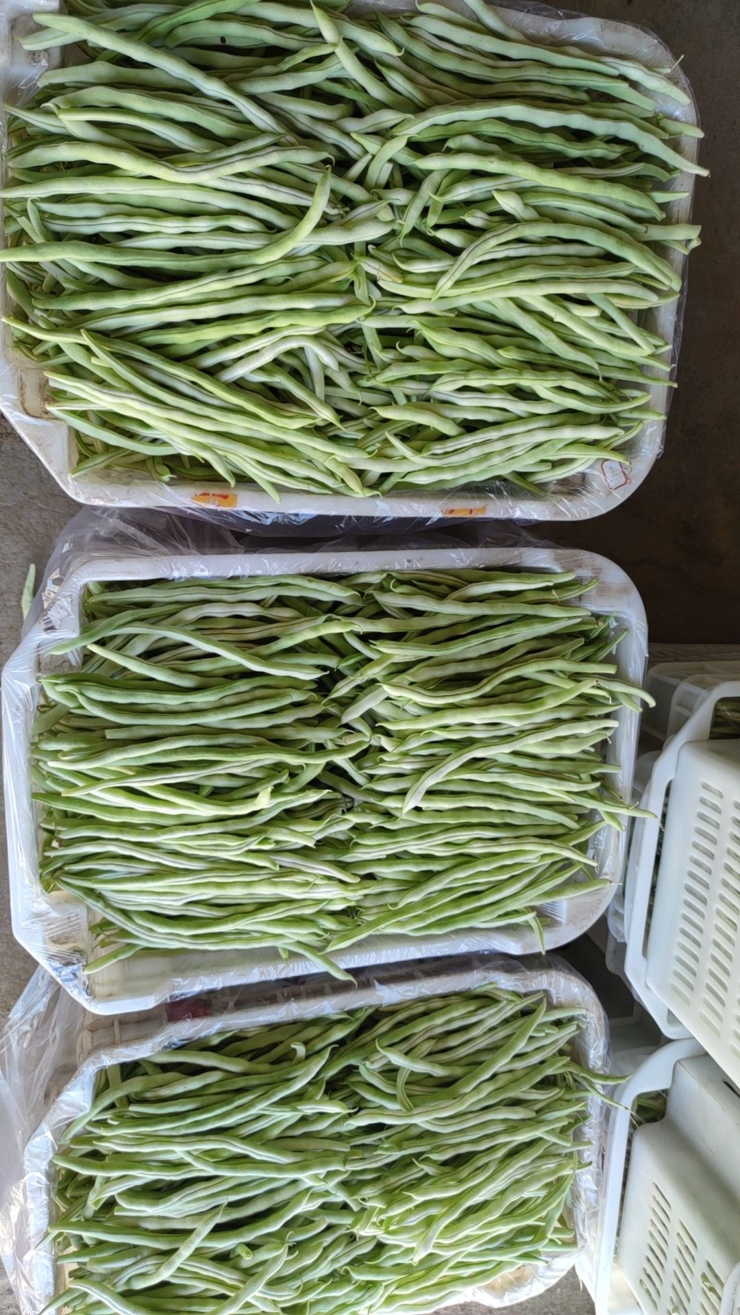 供应山西应县白不老、白王豆角