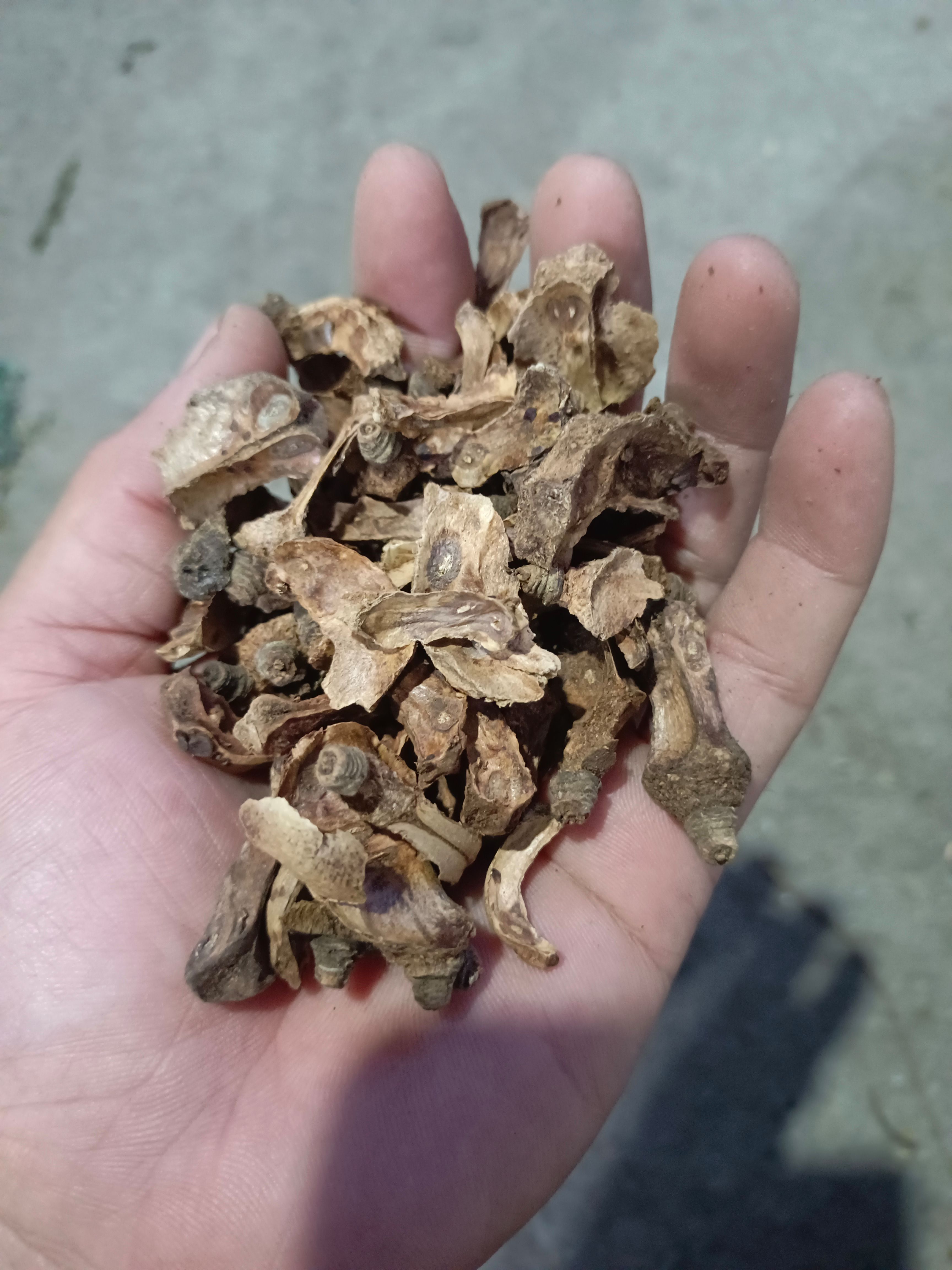 茶籽心，山茶油果的心。10块一斤