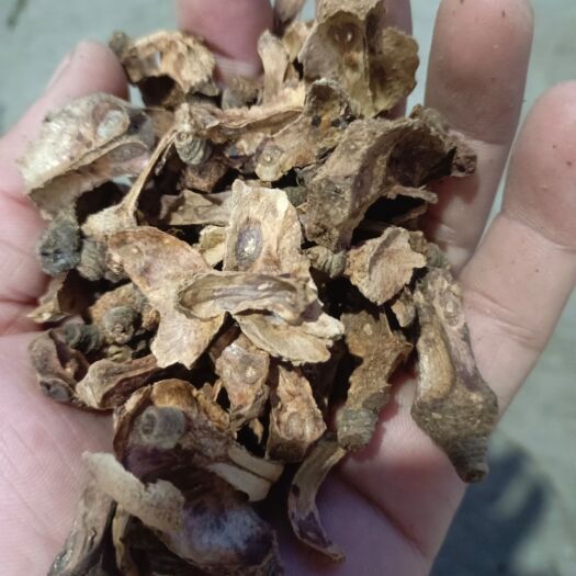 梧州茶籽心，山茶油果的心。10块一斤