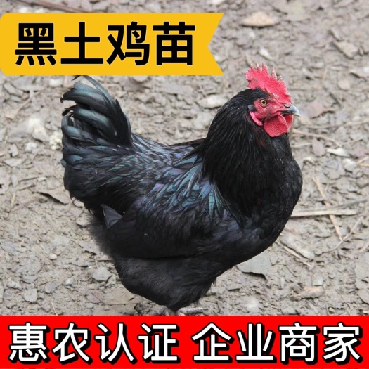 衡阳鸡苗 黑土鸡 红冠黑羽土鸡 成活率高 厂家直销