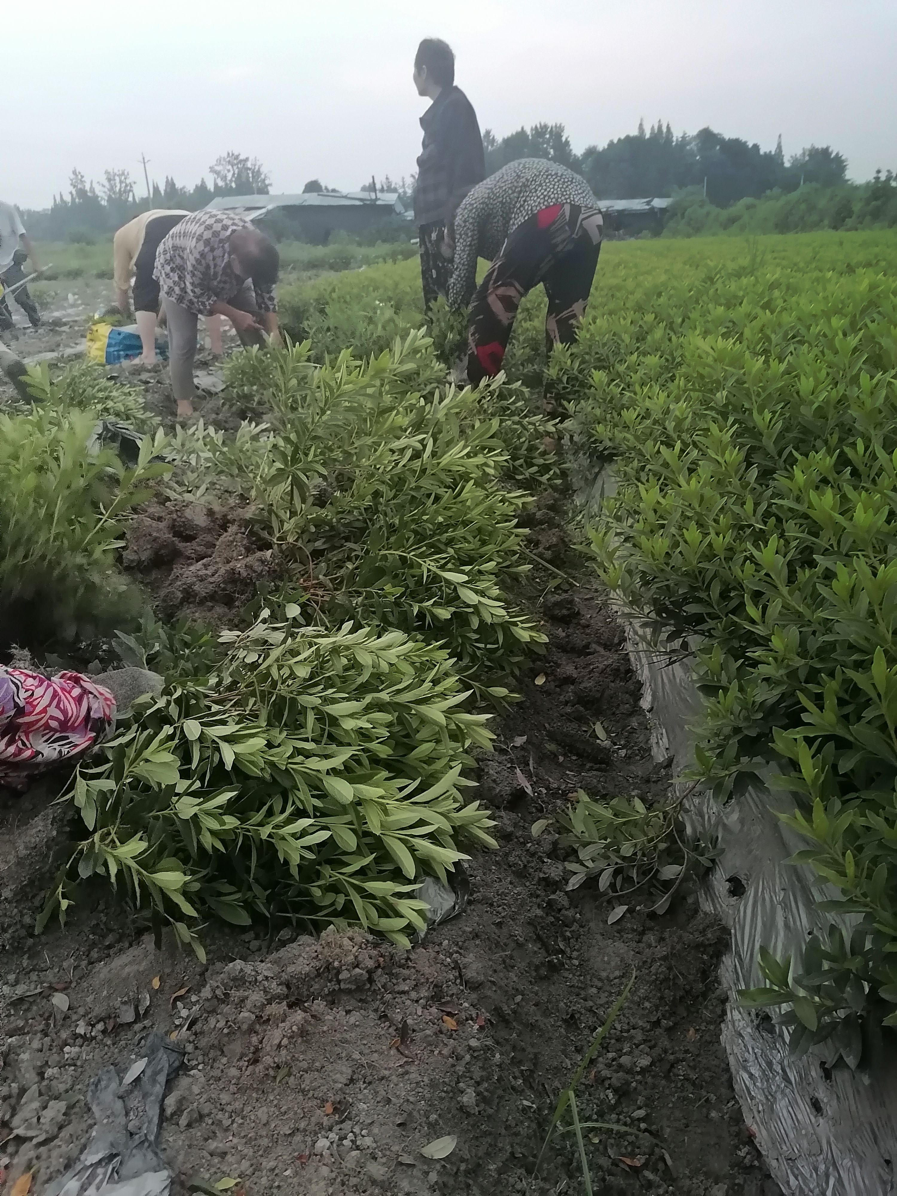 杜鹃基地出售，毛鹃笼子小苗，毛鹃批发价，毛鹃杯苗，毛鹃基地