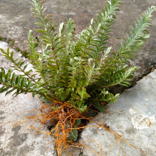 泰和县鹿茸草  六月霜大自然产物 干货无杂干净
