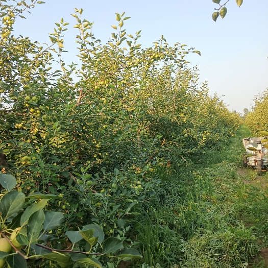 开鲁县沙果