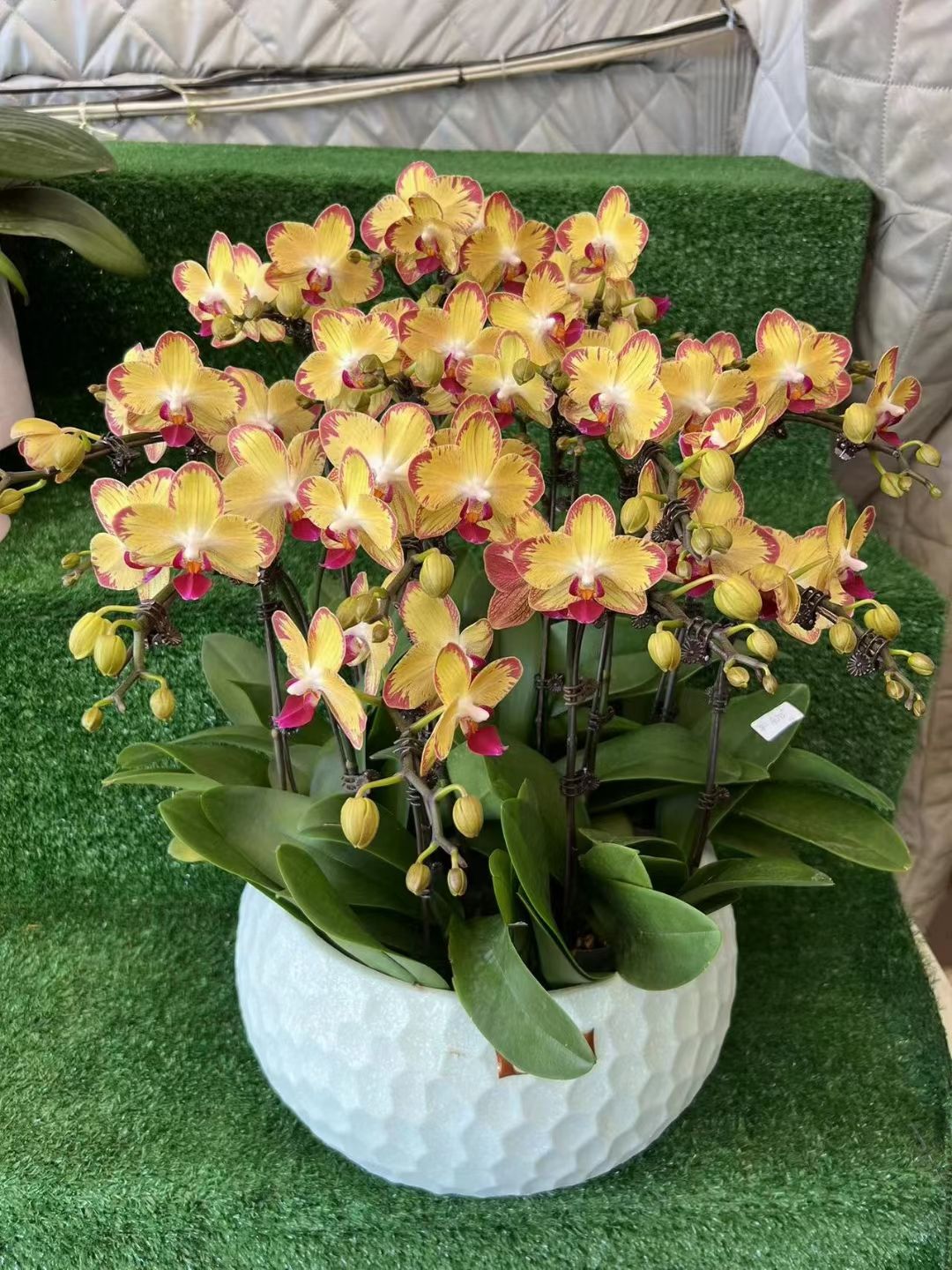 蝴蝶兰带花带花苞发货净化新鲜空气居家室内室外常备绿植开花盆栽