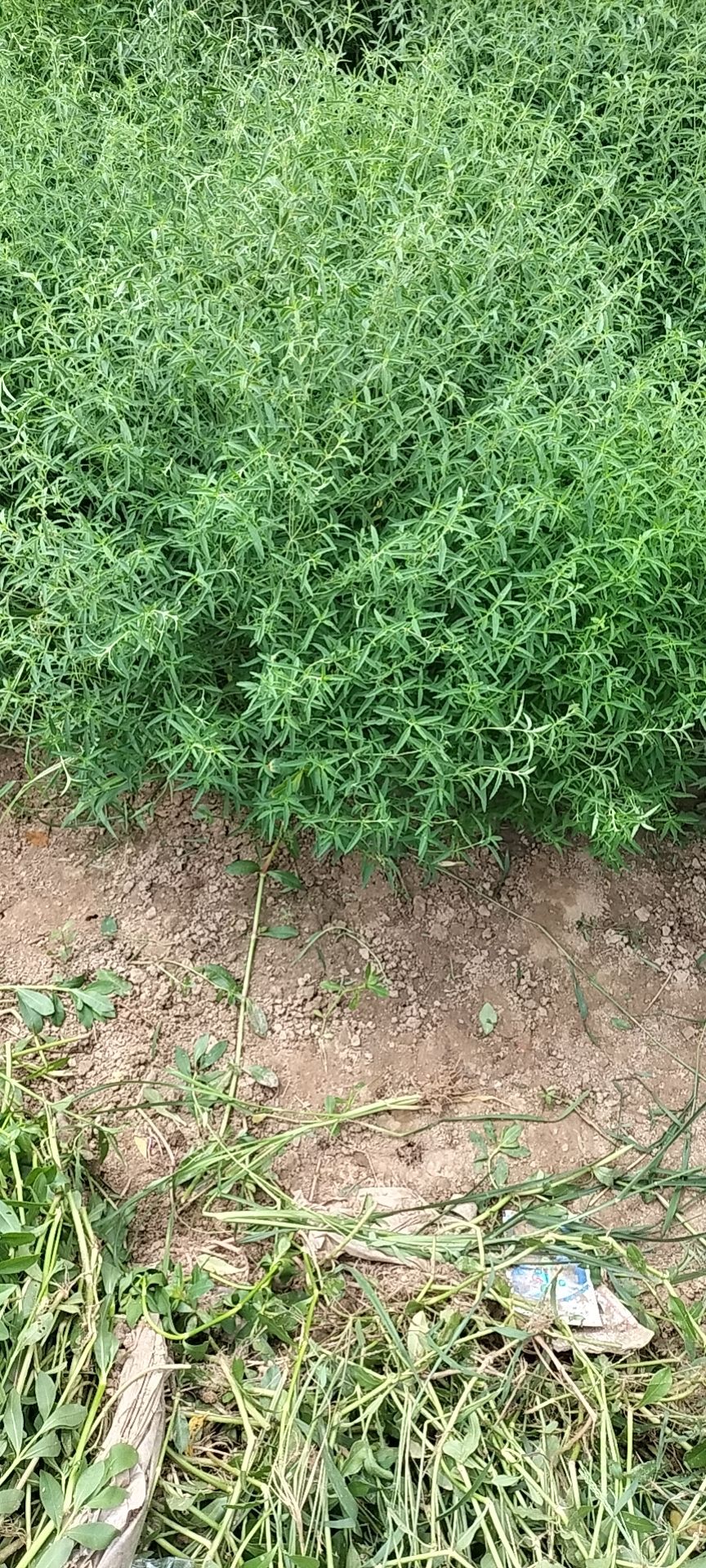 武汉市新洲区缘聚合作社