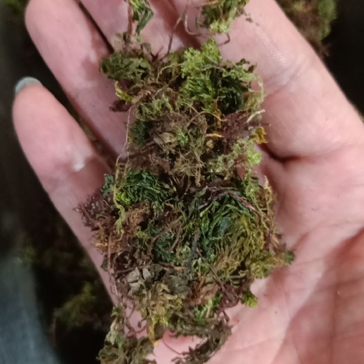 安国市回心草 中药材 回心草