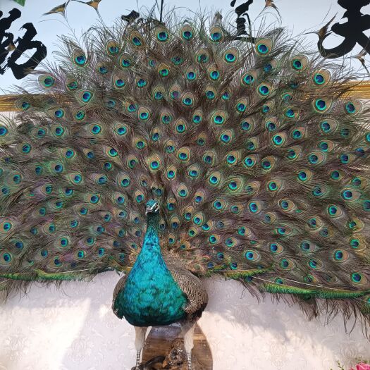 嘉祥县仿真摆件