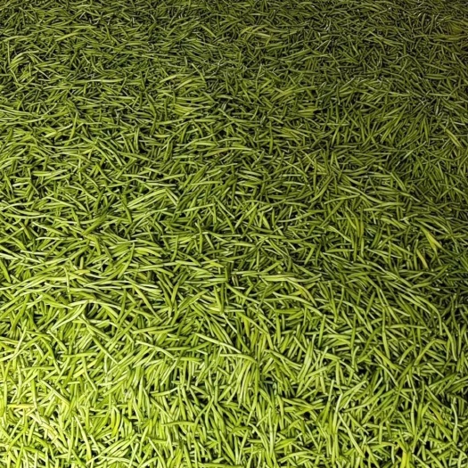 宿迁鲜黄花菜