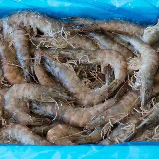瓦房店市大连盐场黑皮白虾 规格不同价格不同