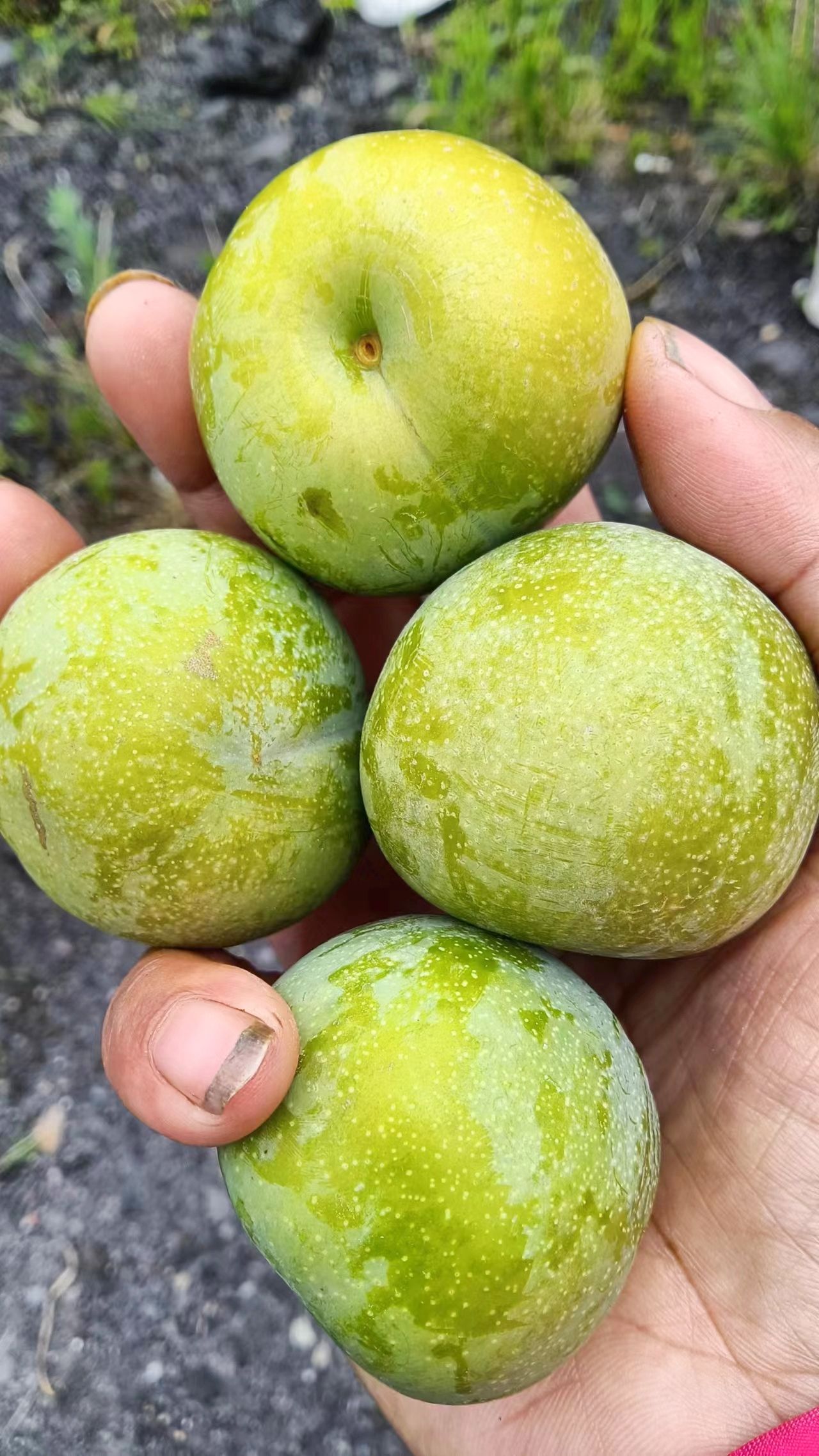 青脆李子