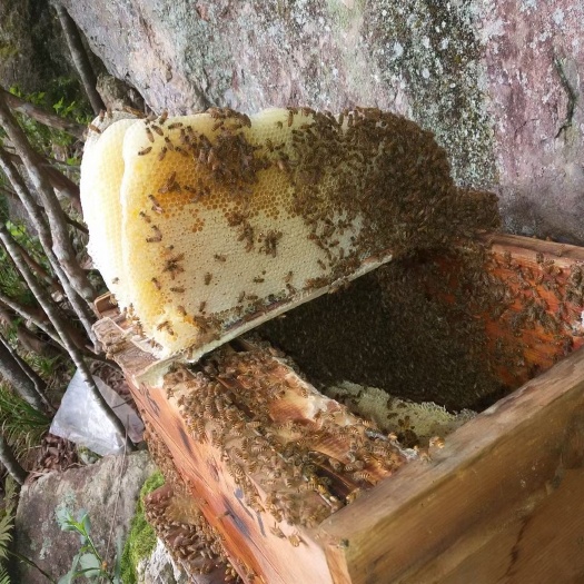 建瓯市纯野生土蜂蜜
