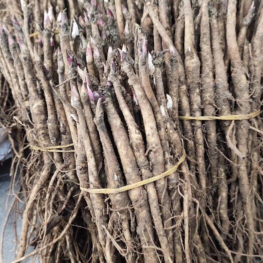 牡丹苗子油用药用