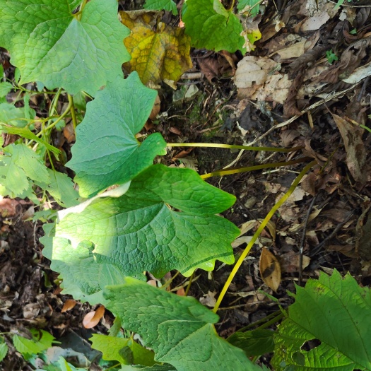 贵州新鲜血水草见血参水黄莲药用