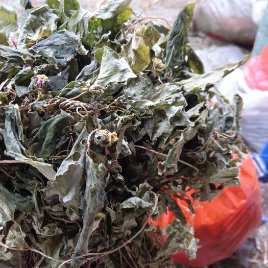 黎平县风柜斗草