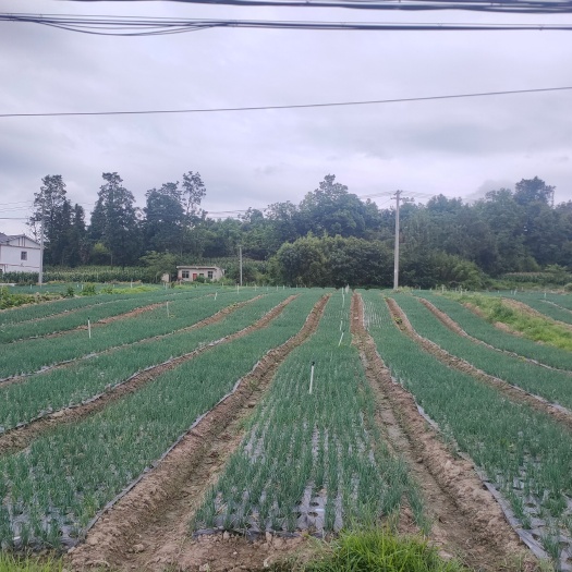 长顺县出售批发小香葱