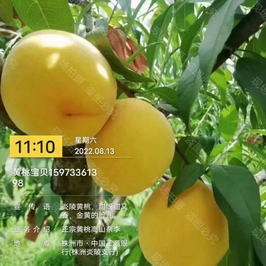 炎陵县炎陵黄桃