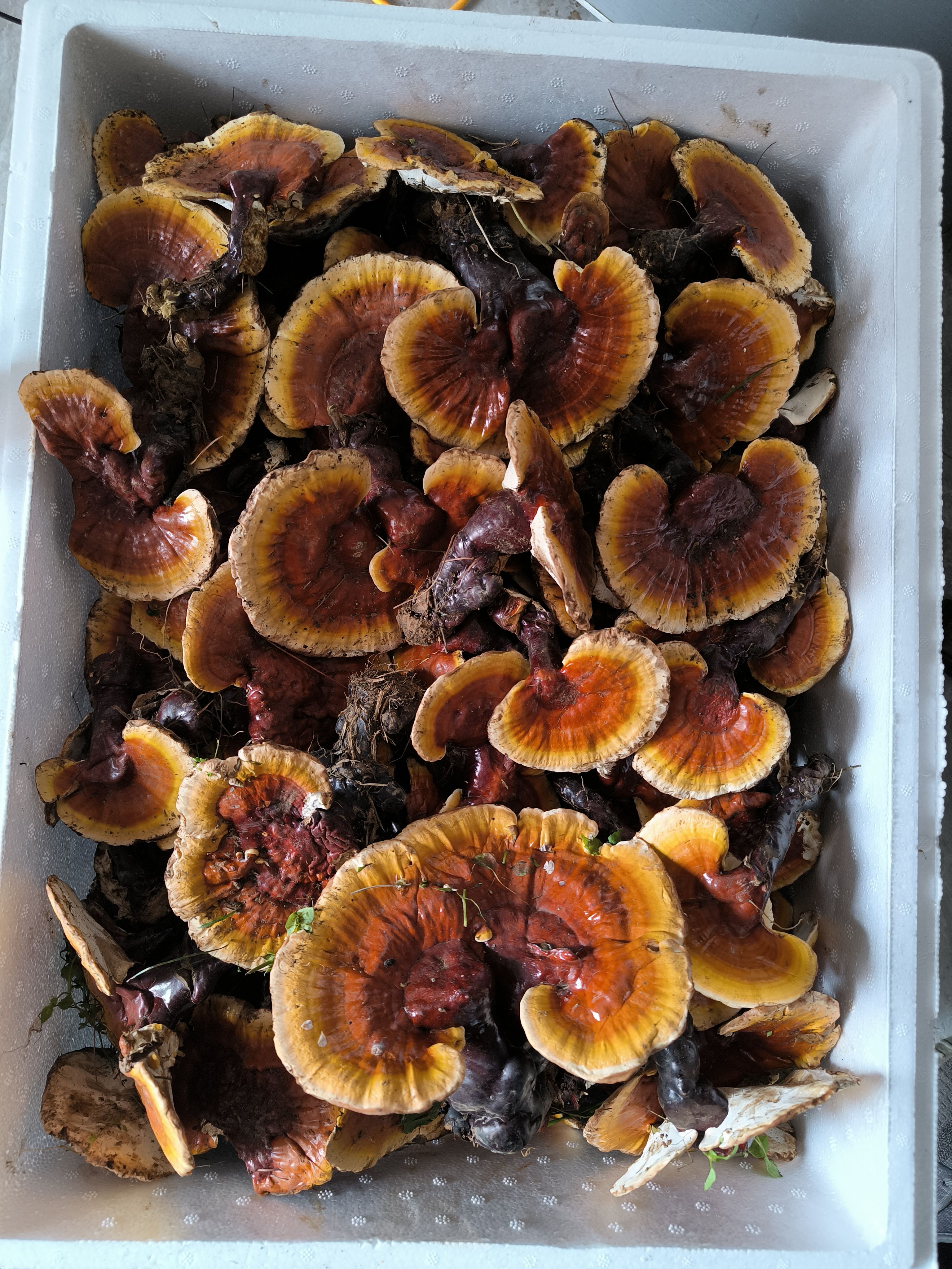 西藏金边白肉灵芝，