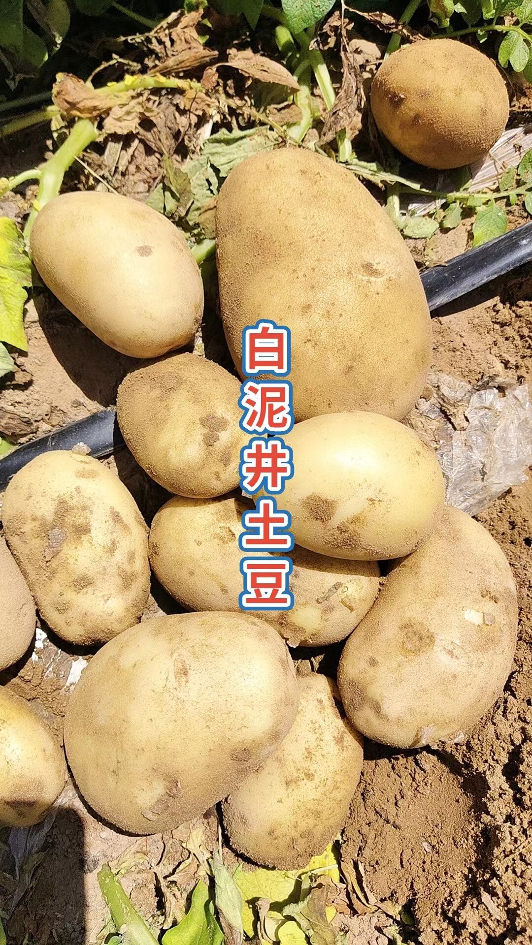 定边县陕北土豆大量开挖有