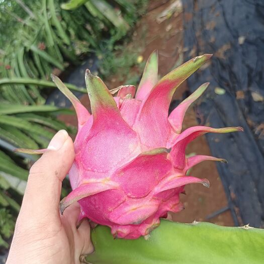 遂溪县红心火龙果