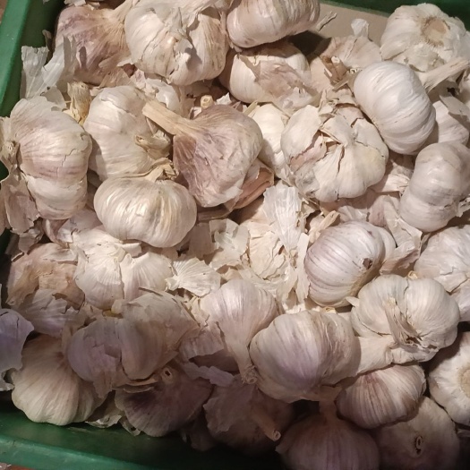 大蒜批发