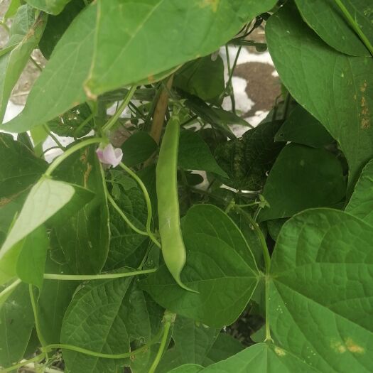 讷河市油豆角
