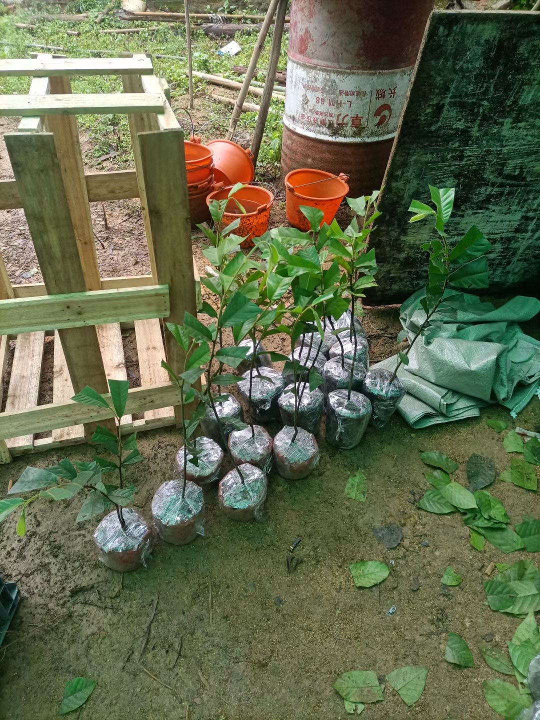 广西钦州市新品种黄峰蕉